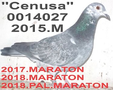 2015.0014027.15.M Cenusa .++