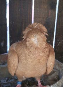 aceeasi