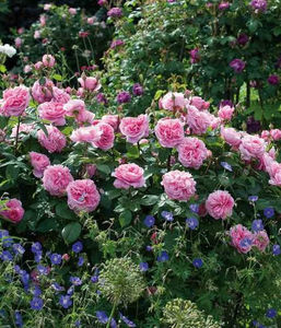 Gertrude Jekyll with Epilobium, Geranium 'Brookside'