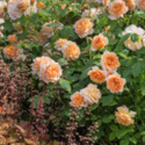 David_Austin_English_Rose_Grace_and_Heuchera_Marmalade_HR14A7985