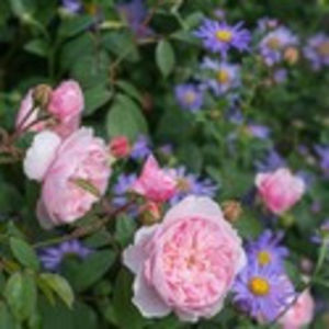 David_Austin_English_Rose_Wisley_2008_Aster_x_frikartii_Monch_B