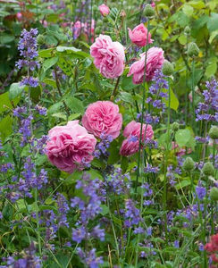 Gertrude Jekyll (Ausbord) & Nepeta 'Six Hills Giant'