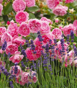 Harlow-Carr-(Aushouse)-Harlow-Carr-with-Lavender-Hidcote-Blue
