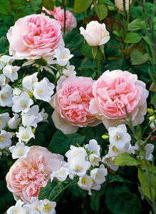 Rosa Sharifa Asma, Campanula persicifolia alba