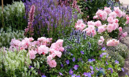 roses salvia&geranium