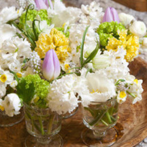 Springflowering Bulbs