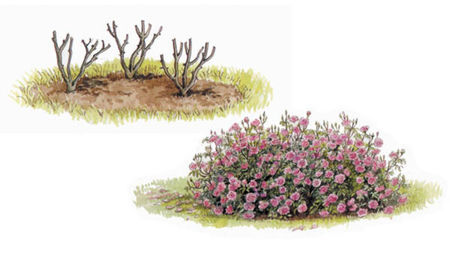 english_rose_planting