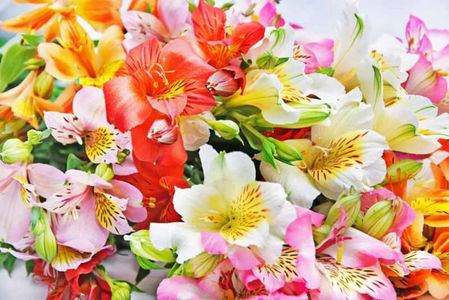 companion plants_Alstroemeria (peruvian lily)