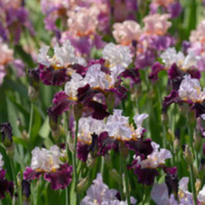 companion plants_Bearded irises