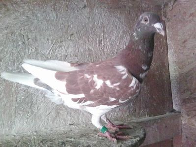 mascul-2018; meulemans
