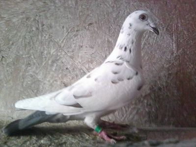femelă-2018; pietraine-meulemans. Pierduta 2019.
