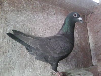femelă-2018; 75%meulemans,zburată 70 km.Pierduta august 2019.
