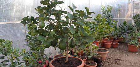 Lămâi mexican roșu cu aromă de vanilie; Plantă mamă 25 de plante de vînzare din acest soi.
