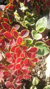 berberis golden ring