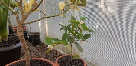 Lămâi mexican roșu cu aromă de vanilie; Plantă tînără de vînzare
