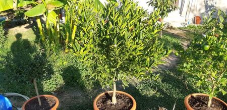 Citrus limon limequat; Plantă mamă  30 de plante tinere disponibile.
