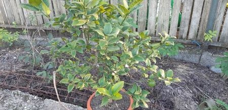 Citrus sinensis doppio sanguino x citrus limon Meyer; Portocal acrobal plantă mamă 10 plante tinere disponibile.
