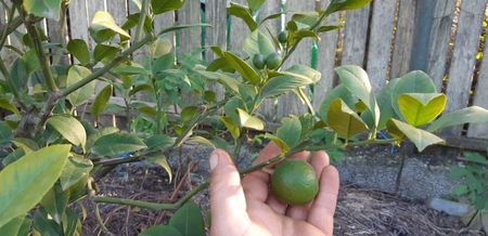 Citrus sinensis doppio sanguino x citrus limon Meyer; Portocal acrobal plantă mamă 10 plante tinere disponibile.
