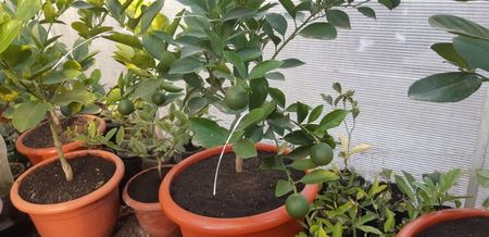 Citrus sinensis fragola; Portocal cu aroma și culoarea căpșunilor plantă mamă disponibil o plantă tînără.
