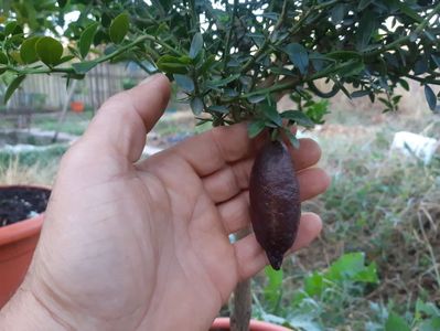Citrus australasica sau finger lime roz; Lămâi caviar plantă mamă.
