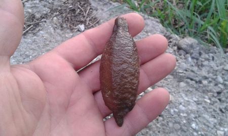Citrus australasica roz; Fruct matur
