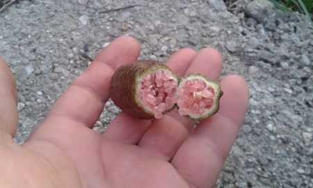 Citrus australasica roz; Fruct matur
