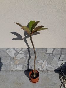 Plumeria 70ron; Are 6 sau 7 ani.
