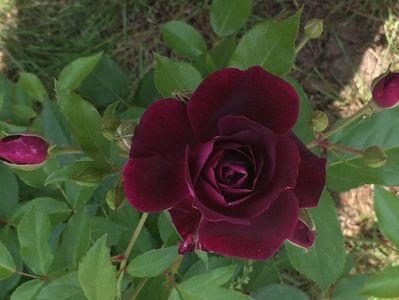 Burgundy Ice