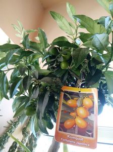 Kumquat-Citrus Japonica