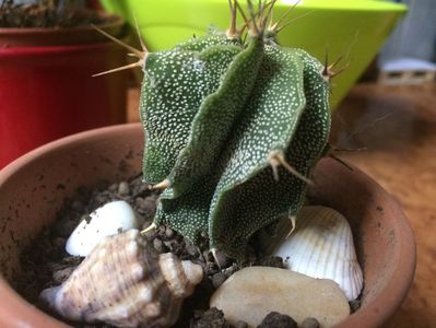 Astrophytum myriostigma ornatum