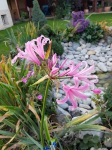 Nerine bowdenii