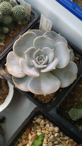 Echeveria 'Lola'