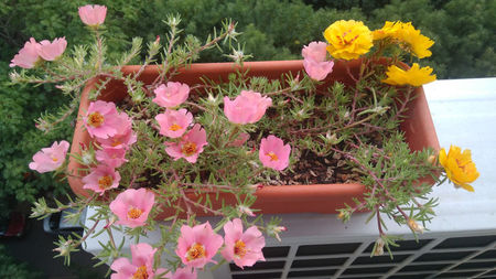 Portulaca grandiflora