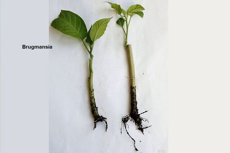 12.10.18; In 3 saptamani au pornit radacinile: butasul de noduri are o evolutie mai rapida (din nou asemanare cu ficusul)
