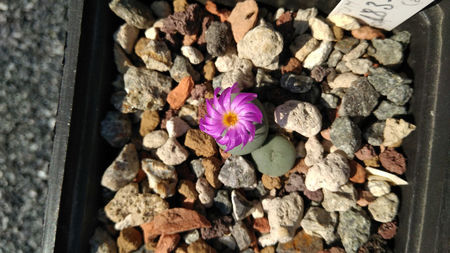 Conophytum minutum