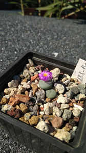 Conophytum minutum