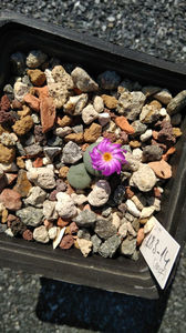 Conophytum minutum