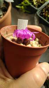 Conophytum luckhoffii R&Y1821