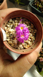 Conophytum luckhoffii R&Y1821