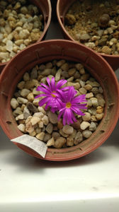 Conophytum luckhoffii R&Y1821