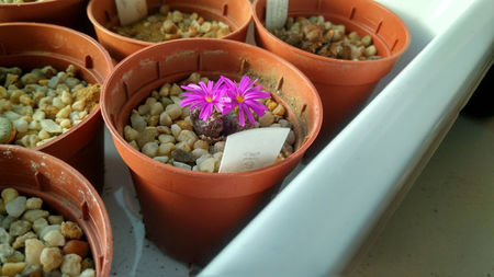 Conophytum luckhoffii R&Y1821