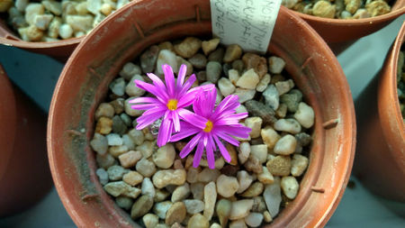 Conophytum luckhoffii R&Y1821