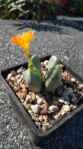 Conophytum bilobum