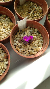 Conophytum luckhoffii R&Y 1821, Skerpheuwel