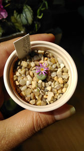 Conophytum minutum