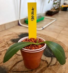 Sapuroa