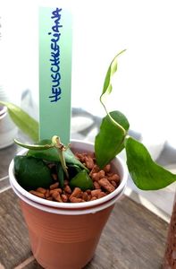 Heuschkeliana