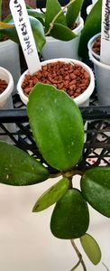 Diversifolia
