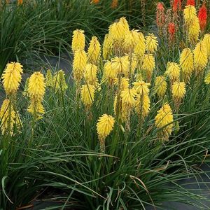 Crin Faclie - Kniphofia Red Hot Poker