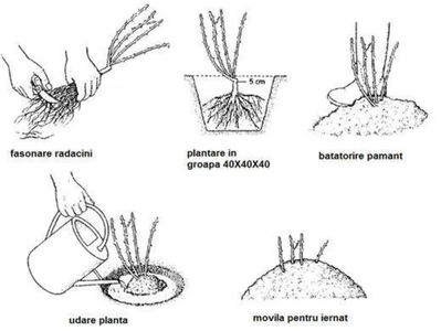 plantare corecta 